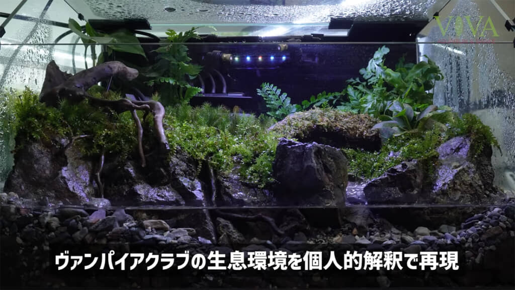 ヴァンパイアクラブの生息環境を再現したテラリウムが完成しました