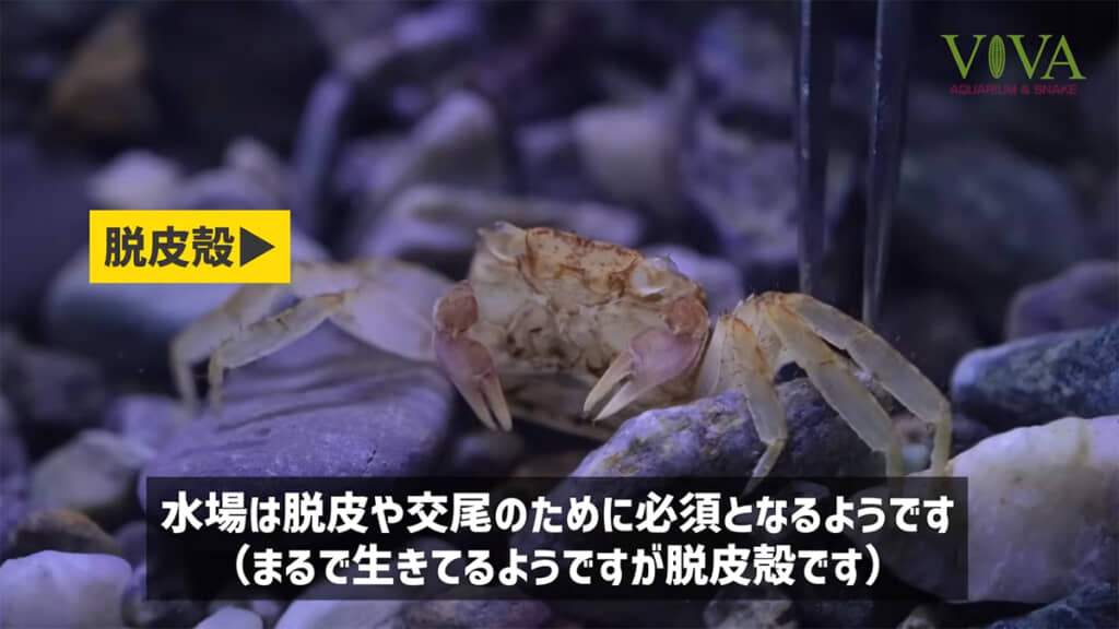 脱皮を確認できたとのこと、環境が合っているようです