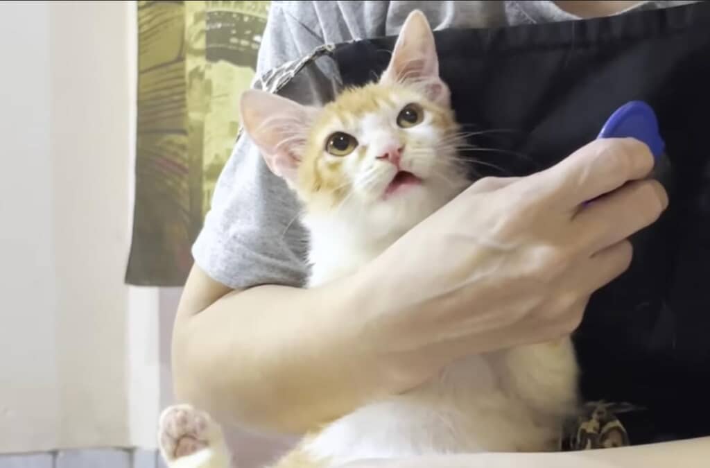 タオルドライすると、あっという間にフワフワ