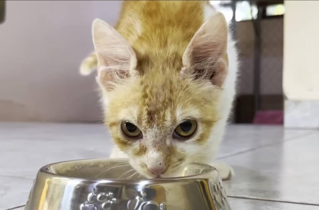ご褒美のスープも元気に飲んでくれました