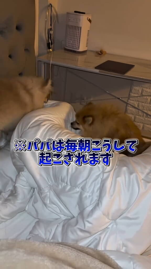 寝ているパパさんに突撃！