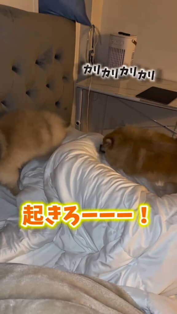 カリカリカリカリ！