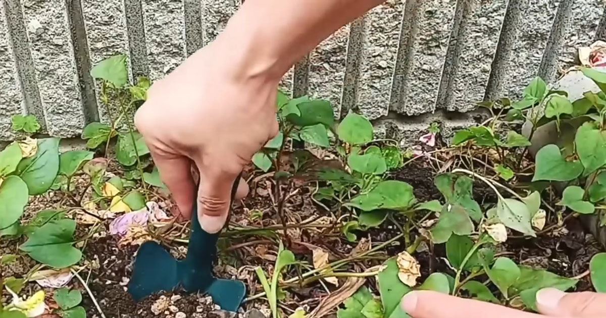 ドクダミがしぶとく生えた花壇→“嫌がること”をして2カ月後……　“ほとんどの人が知らない”対策に「わかりやすかった」（1/3） | リフォーム・リノベーション・DIY ねとらぼ