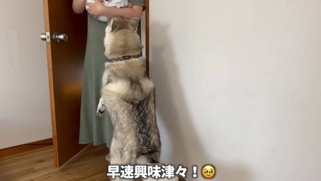 弟くんと初対面、興味津々ないちみちゃん