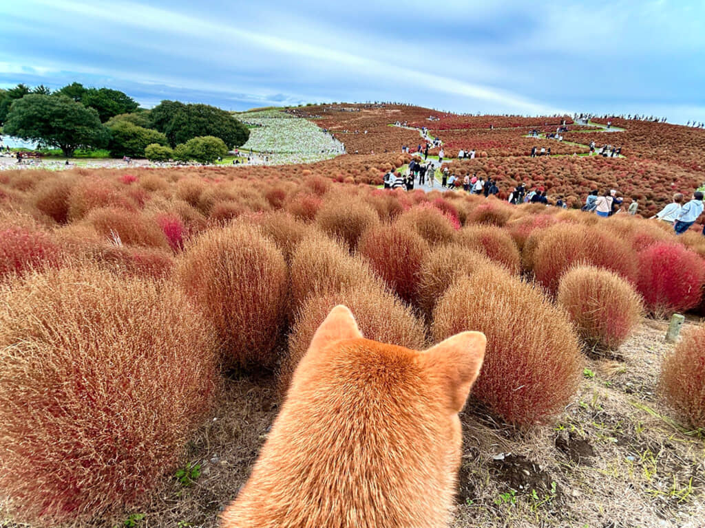 色合いが本当に一緒！
