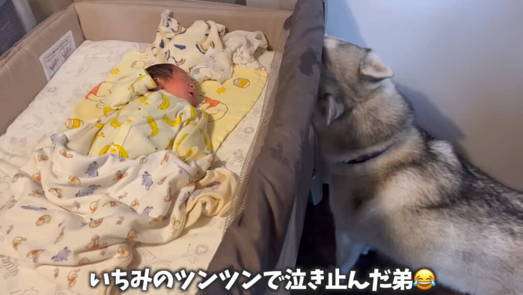 初日から見事に子守が成功