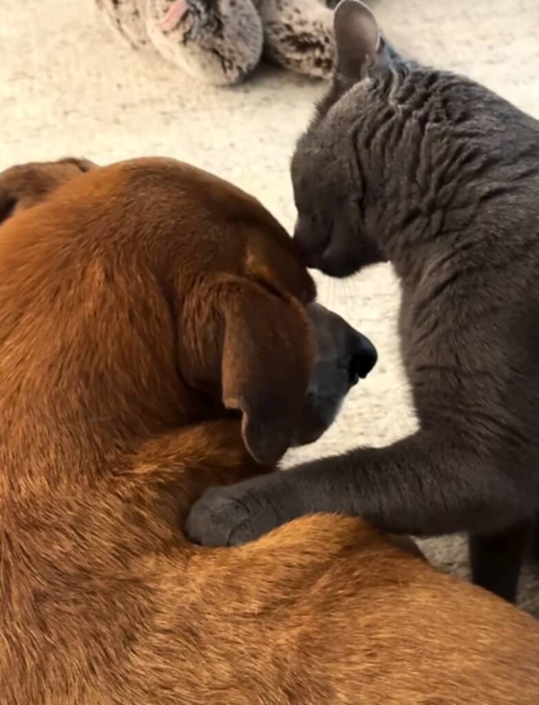 猫が犬にマッサージ