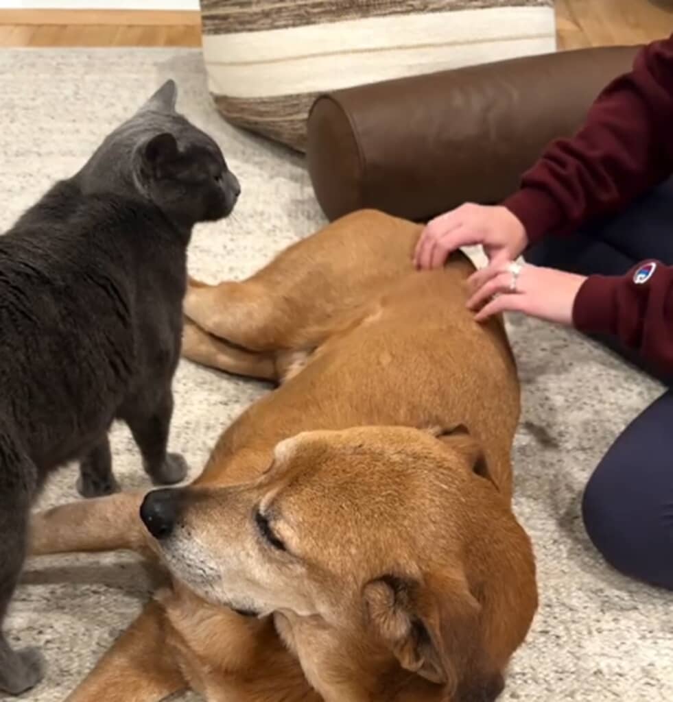 猫が犬にマッサージ