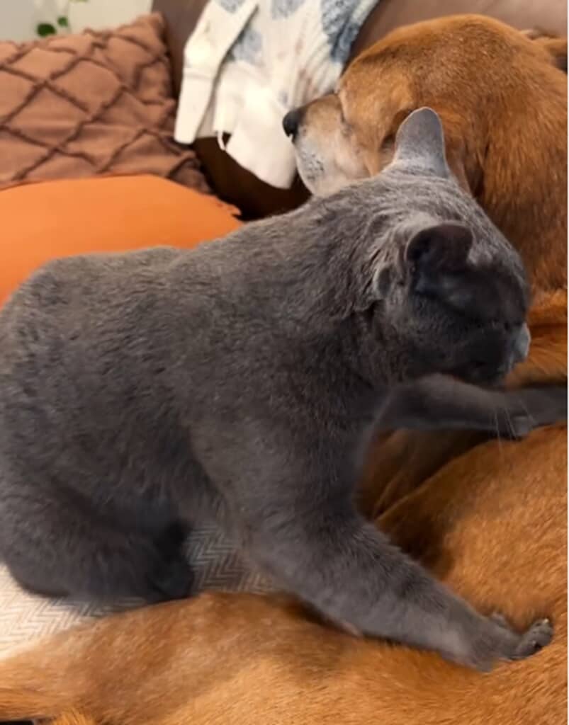 猫が犬にマッサージ