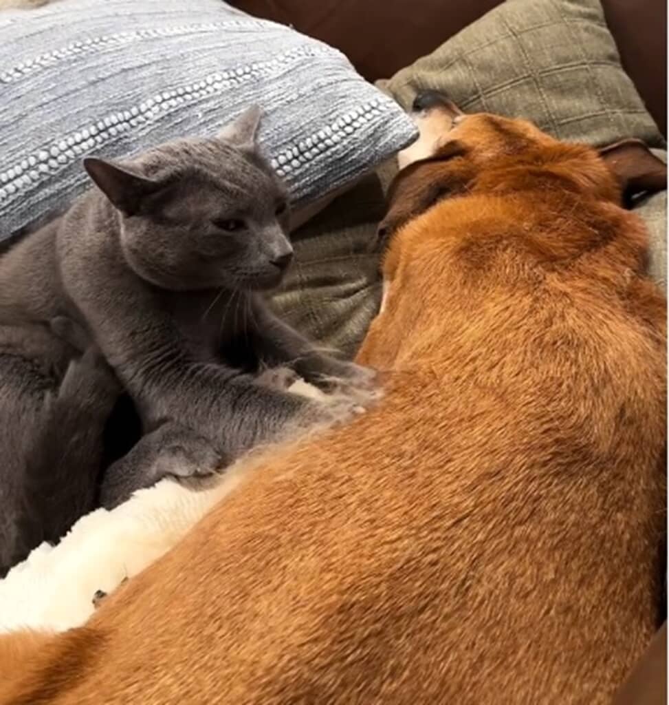 猫が犬にマッサージ