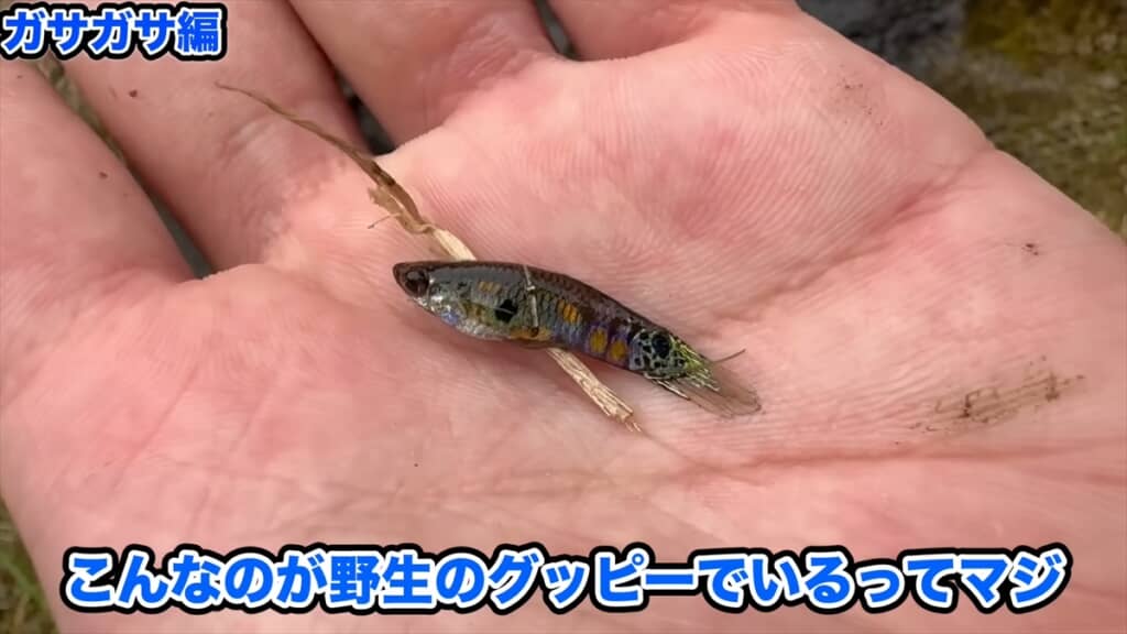 用水路を泳ぐ巨大金魚の真相を突き止める