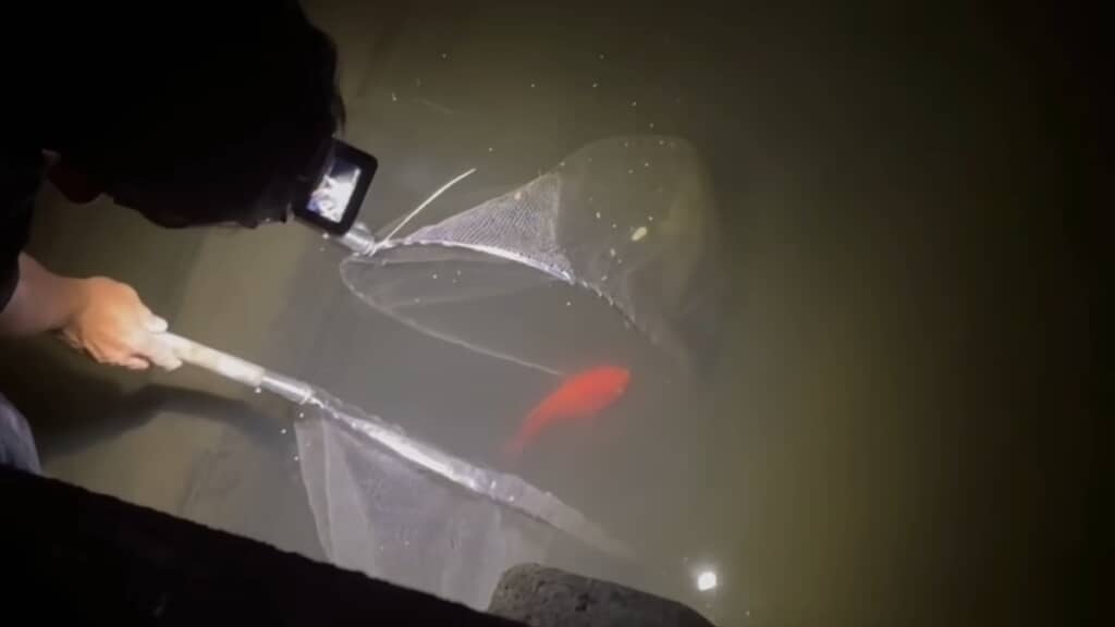 用水路を泳ぐ巨大金魚の正体