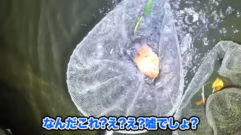 用水路を泳ぐ巨大金魚の正体