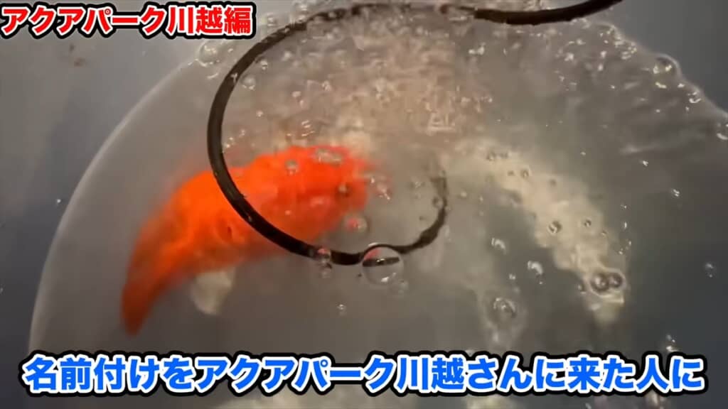 東京都内の用水路で発見されたパロットファイヤーシクリッド