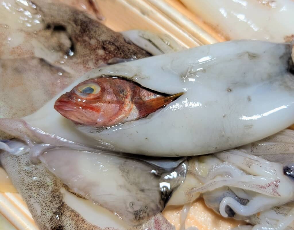 イカの胴体から出現した赤い魚