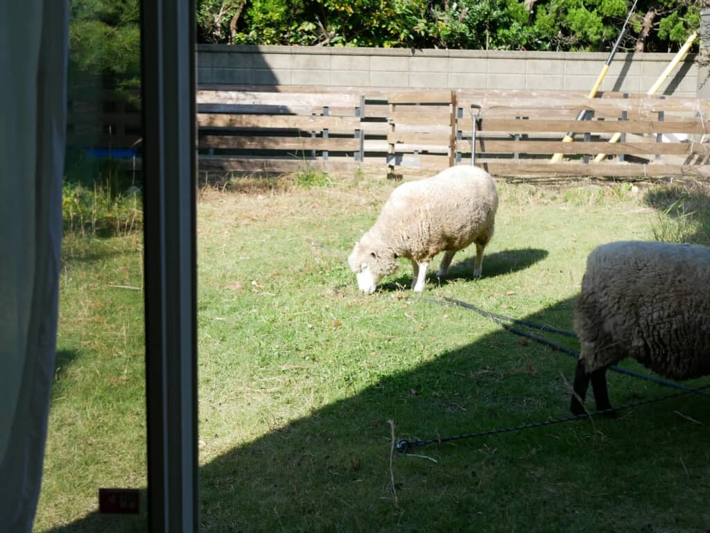 お庭に羊が！