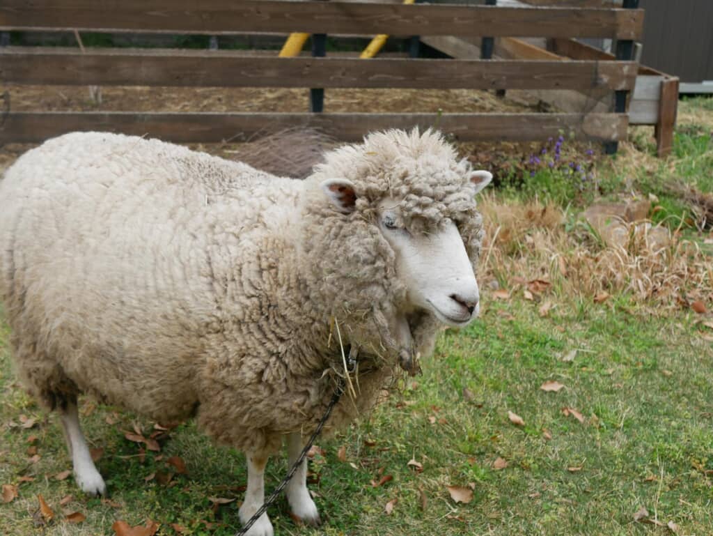 ふわふわの羊さん