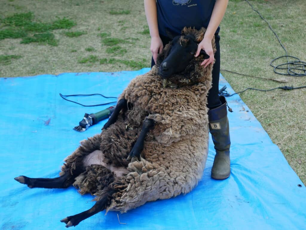 これから毛刈りです