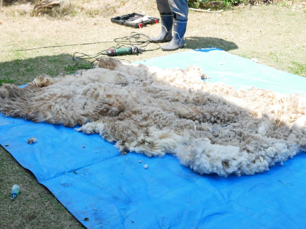 たくさん取れたふわふわな毛