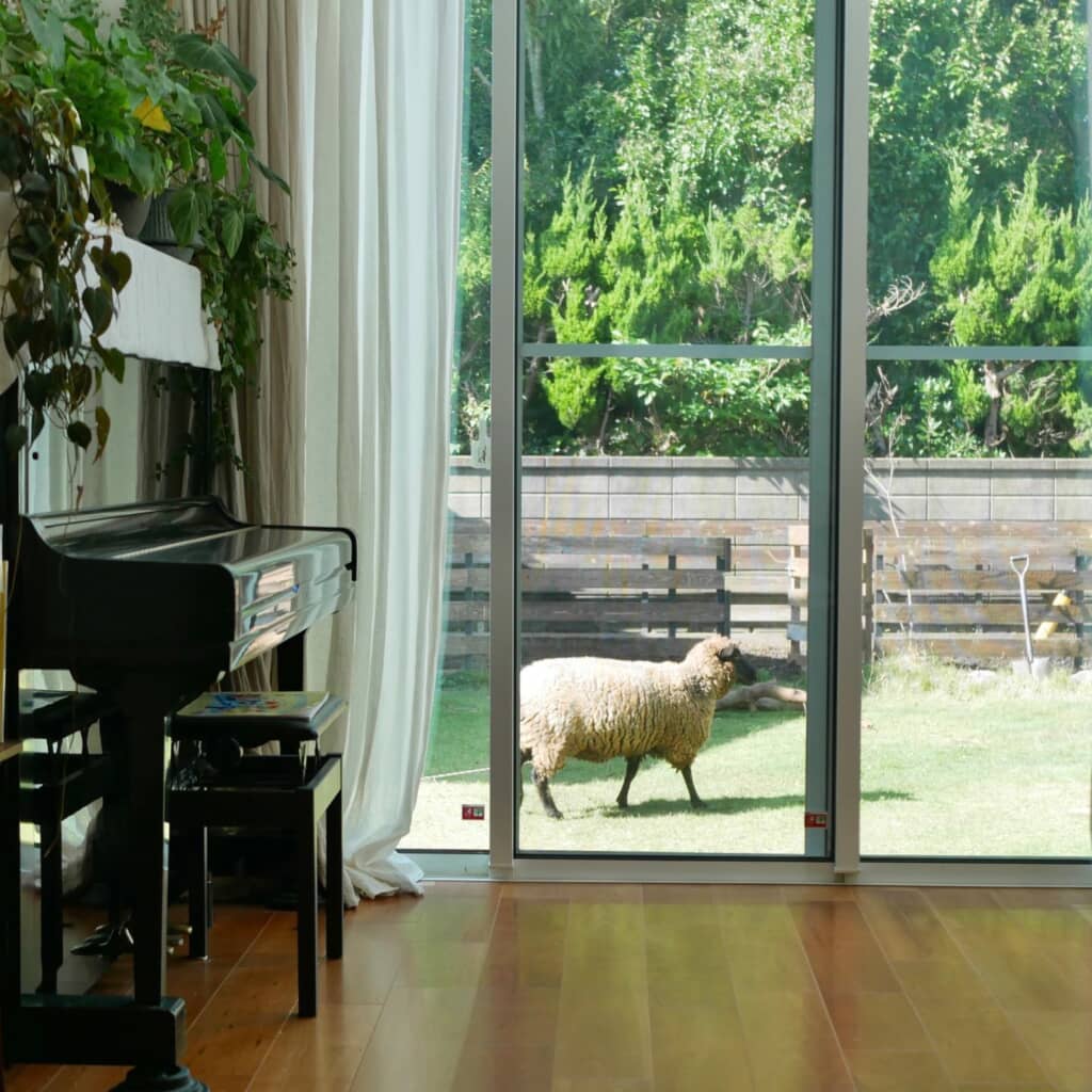 のんびりと羊が庭を歩いています