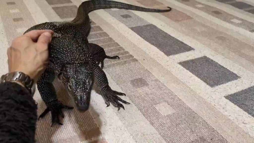 首のあたりをなでてあげると……
