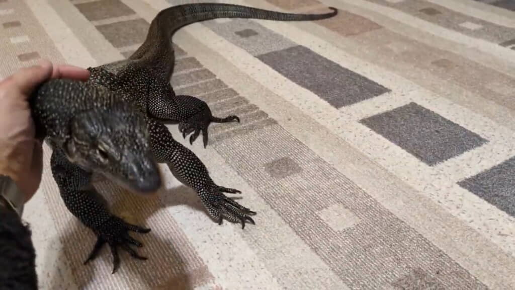 ……甘えてきた！
