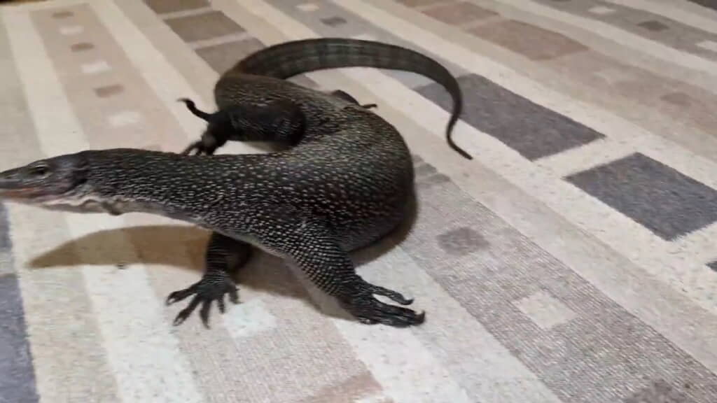 触れていたところをはらってる!?
