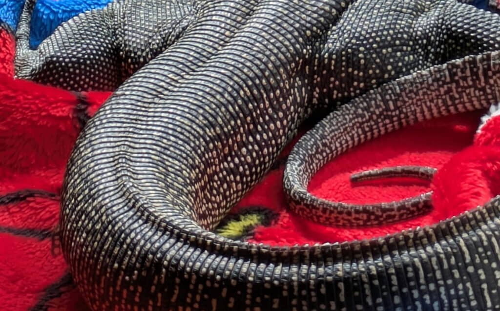 「尻尾の付け根までは背骨の上がくぼんでいて、途中から尾びれの名残みたいに皮膚が立ち上がっているのが好き」