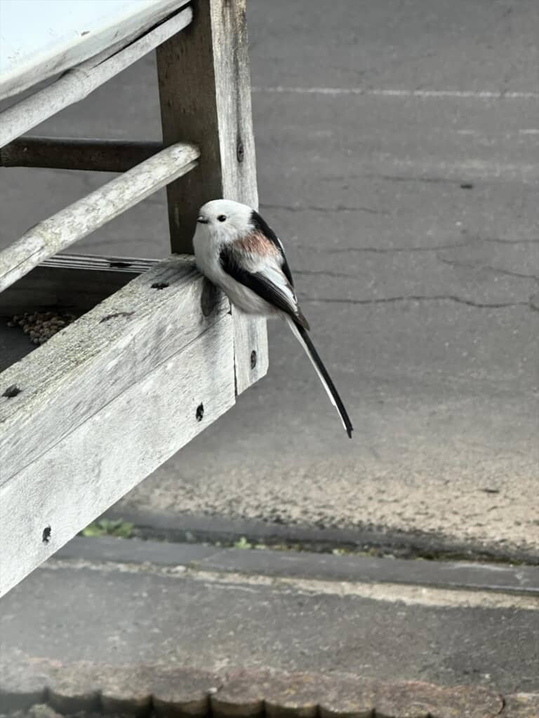 自宅の庭にやって来てシマエナガ