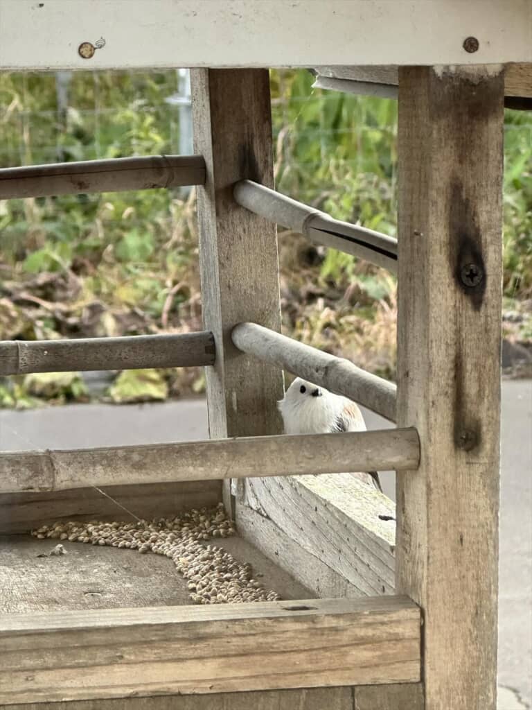 自宅の庭にやって来てシマエナガ
