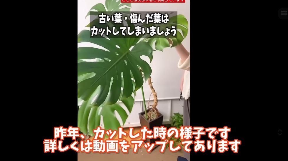 カット前のモンステラ