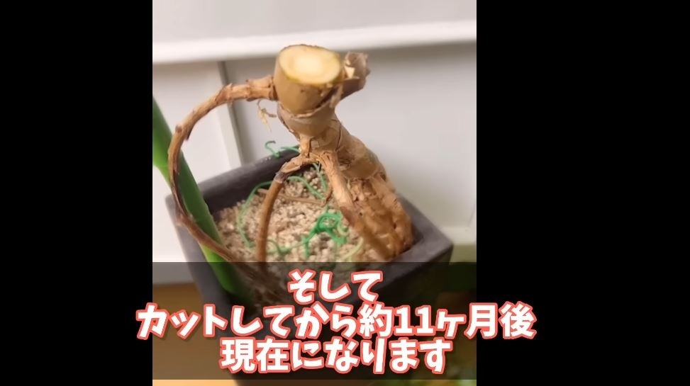 カットした際の親株