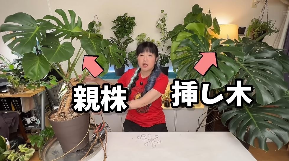 現在の親株と挿し木