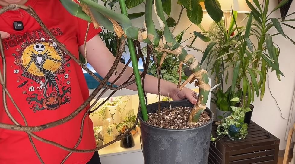 伸びまくった気根