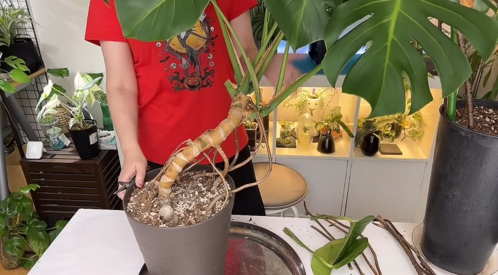 気根を土に入れた様子