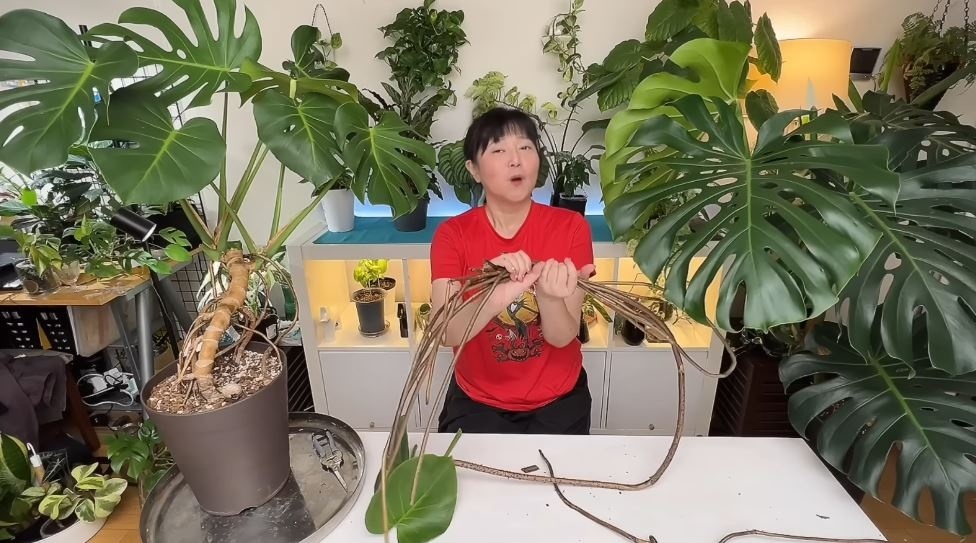 カットした大量の気根