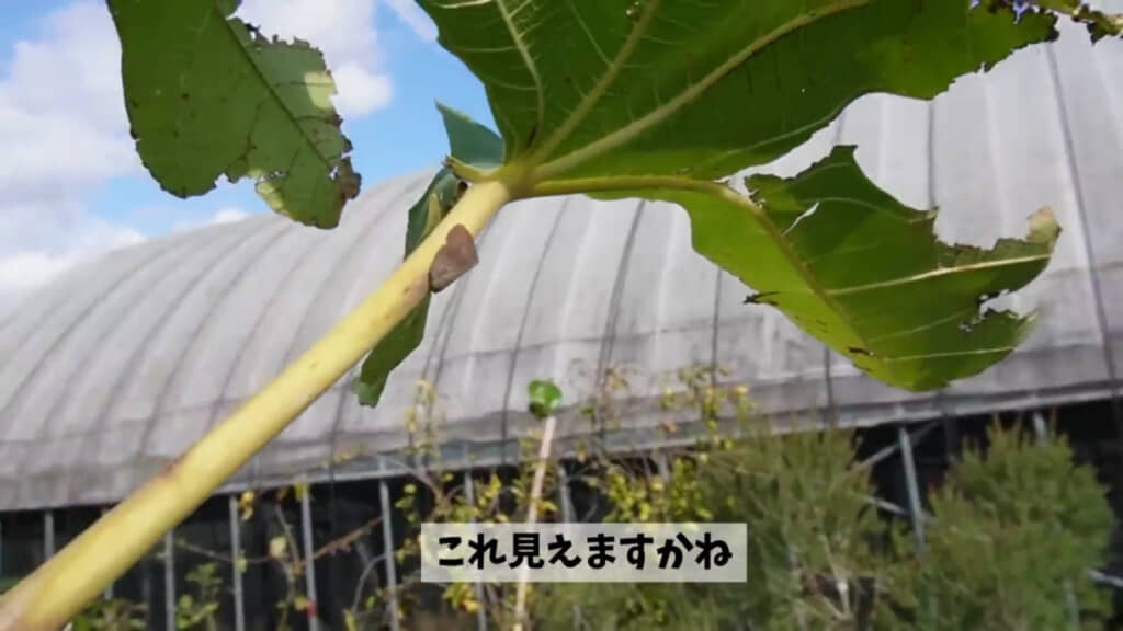 チュウゴクアミガサハゴロモの成虫