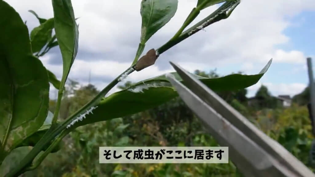 産卵中（？）のチュウゴクアミガサハゴロモ