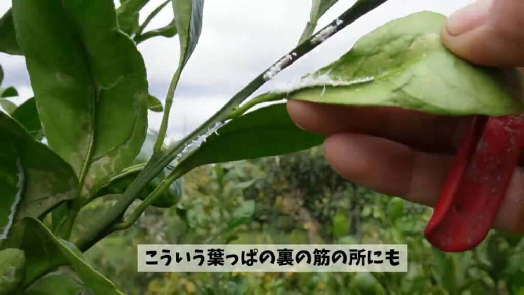 チュウゴクアミガサハゴロモの産卵痕