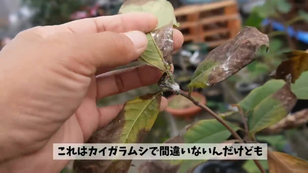 白くてふわふわした見た目がそっくりなカイガラムシ