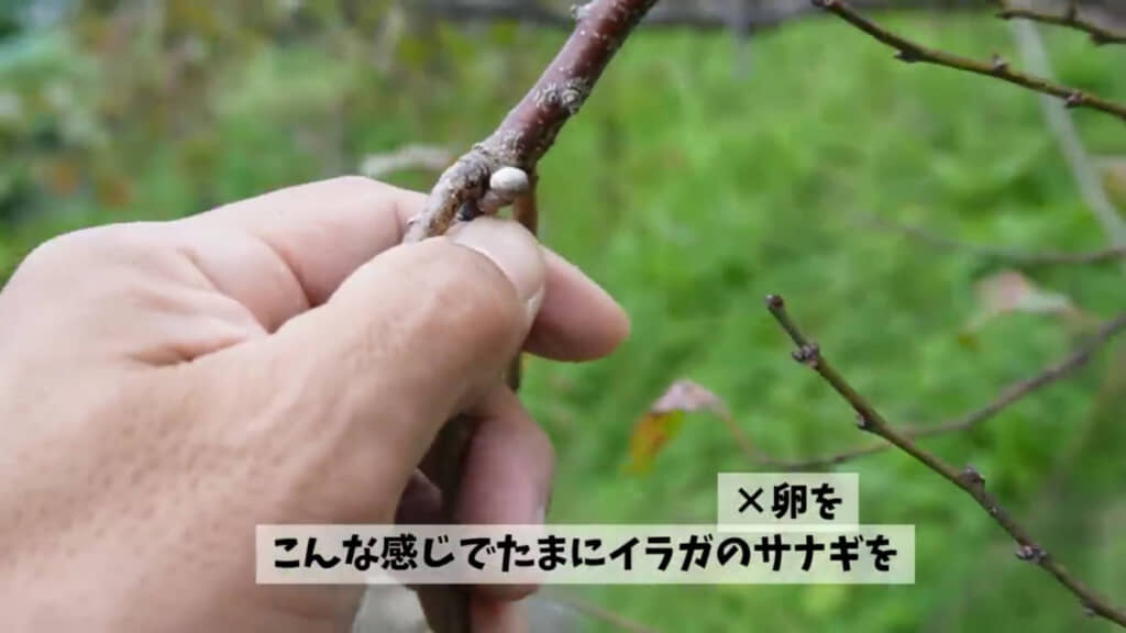 イラガのサナギを潰す際は素手では触らないように注意