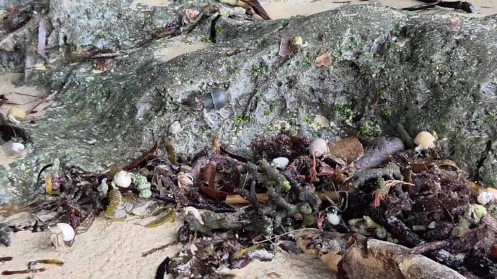 岩場に、気になる子が……！