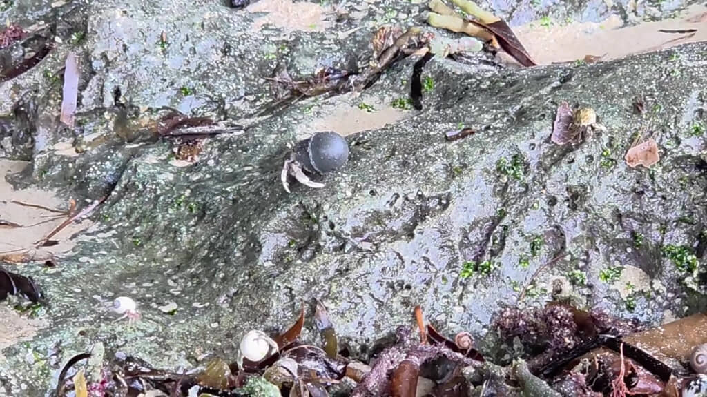 もしかしてプラスチック!?