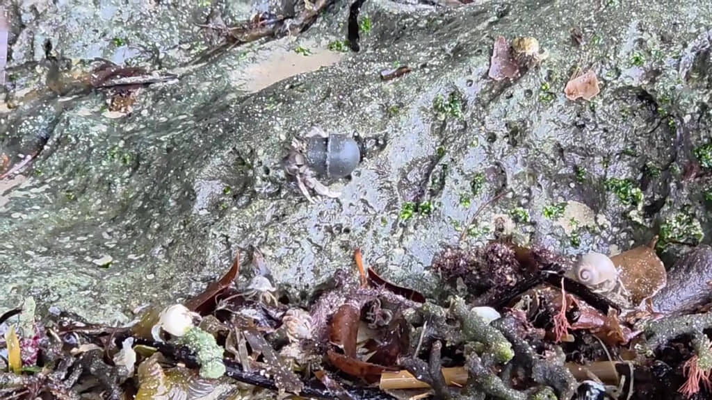 この質感は……