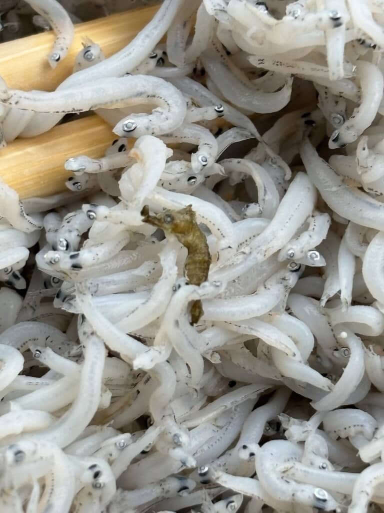 タツノオトシゴ!!