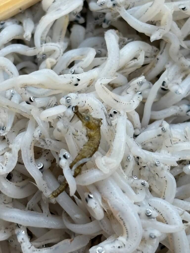 しっかりとした形のまま！