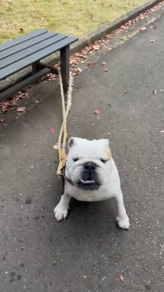 話題になったブルドッグのどん兵衛くん