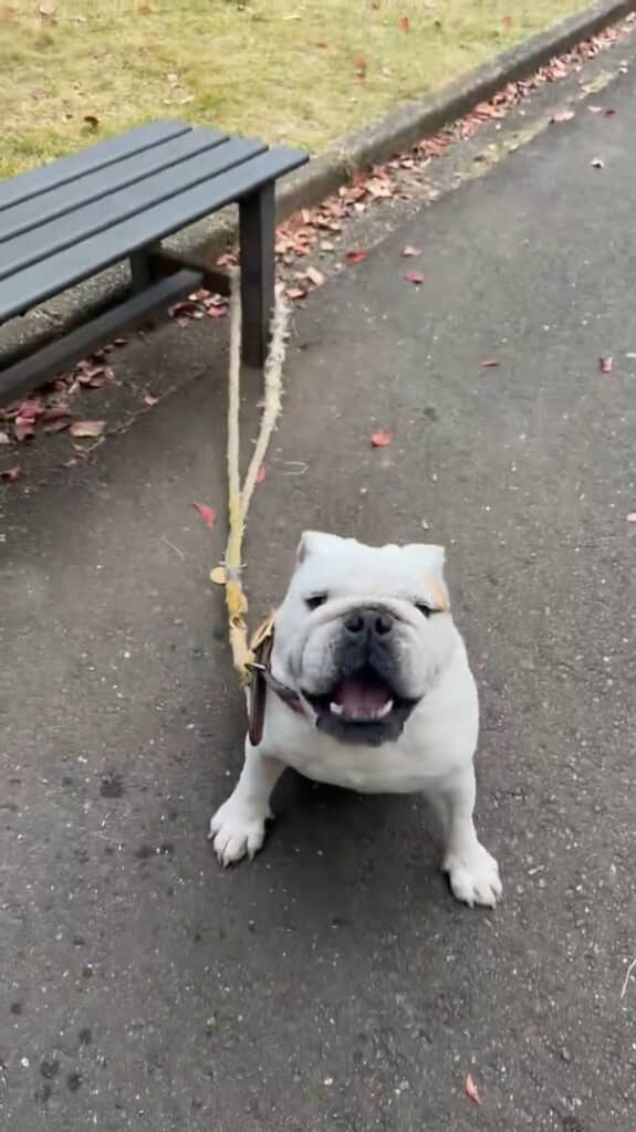 この“声”どこかで聞いたような……？