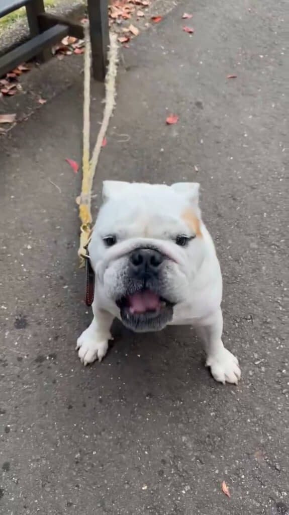 『どうぶつの森』を思い出す“おしゃべり”に思わず笑顔に