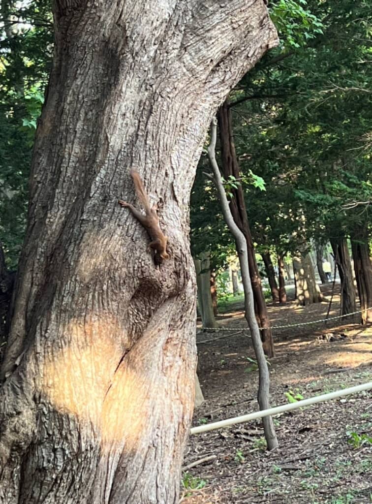 これはエゾリス……？